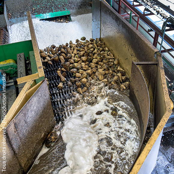 Industrie sucrière - Lavage de betteraves sucrières